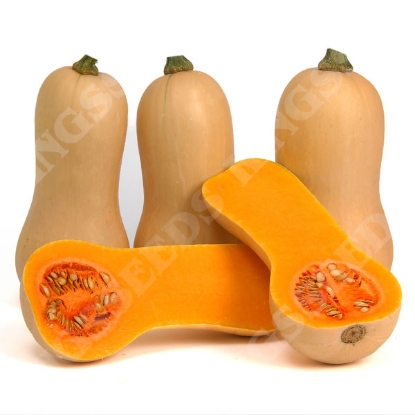 Picture of Winter Squash Butternut Mieluna F1